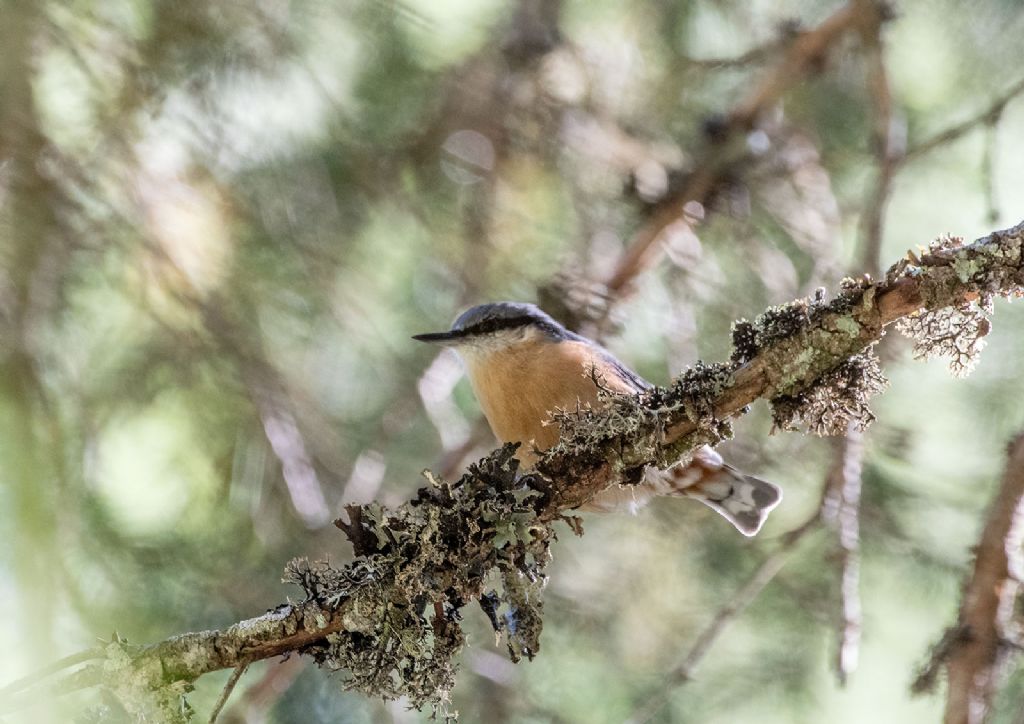 Picchio muratore (Sitta europaea)